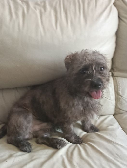 Dou cachorro ainda não tem dois anos