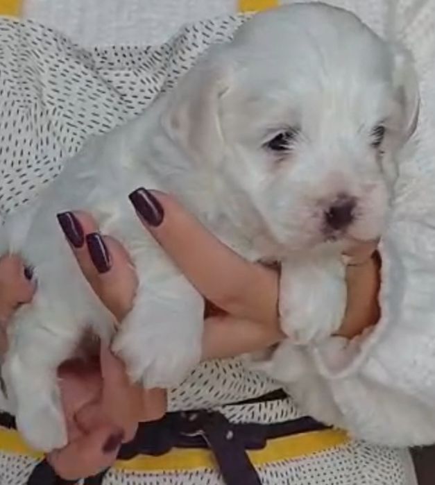 Cachorrinha Bichon Maltês