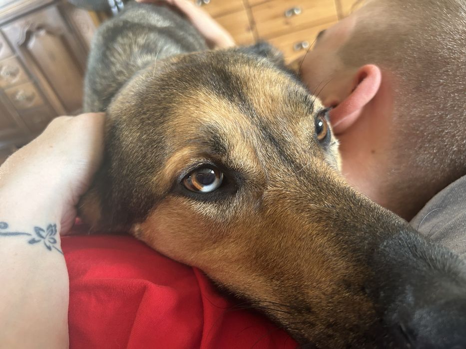 Pies w typie owczarka (adopcja)