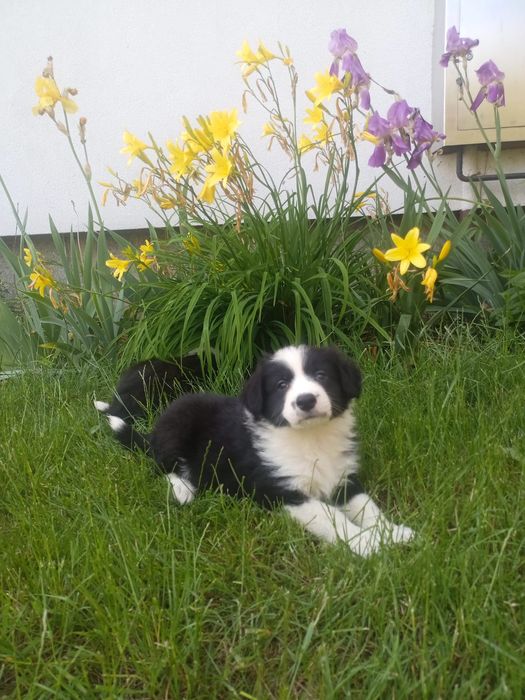 Border collie  piesek