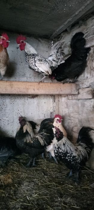 Koguty mix miniaturki