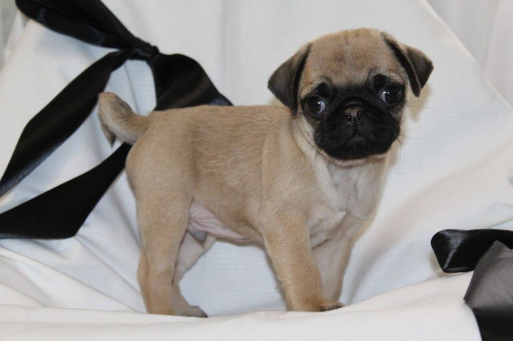 Чудо чарівний хлопчик мопсик