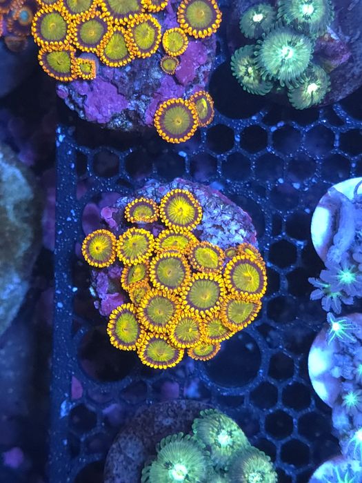 Pequenas colónias de zoas, corais de agua salgada