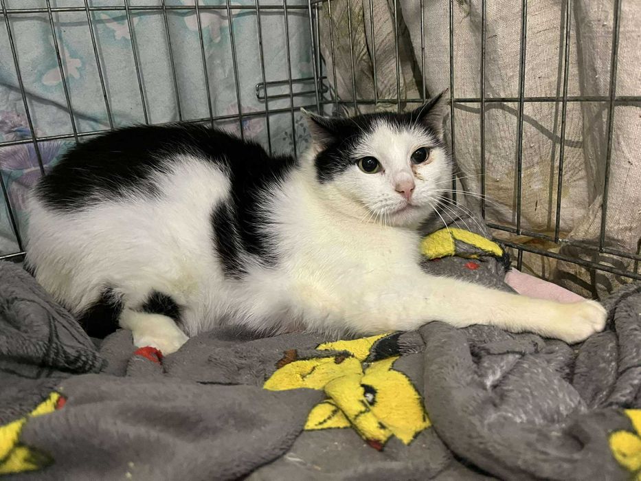 Kotka potrzebuje domu z wolierą