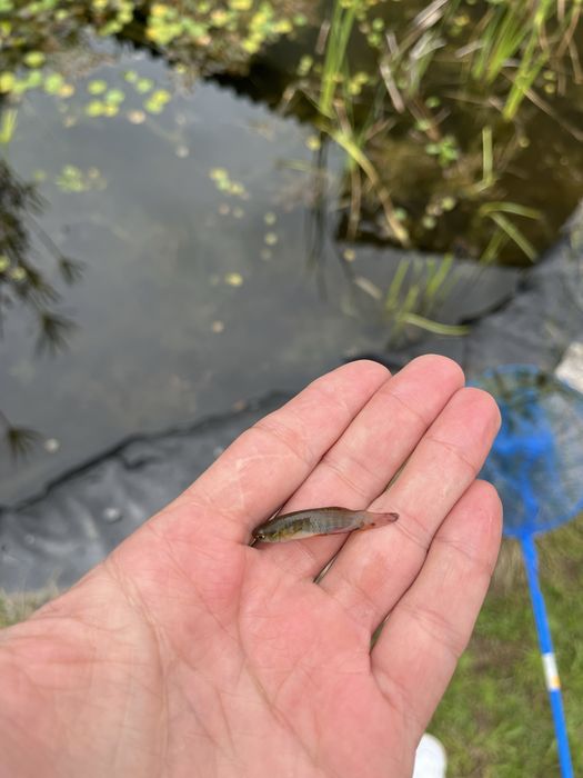 Vendo fundulus cingulatus