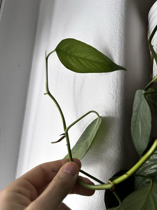 Philodendron Scandens, micans e ep cebu blue