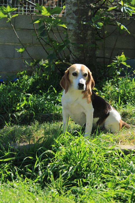 Beagle querida para adopção