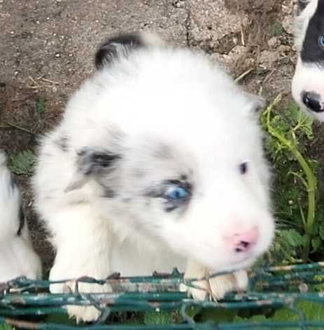 Border collie blue merle de olho azul