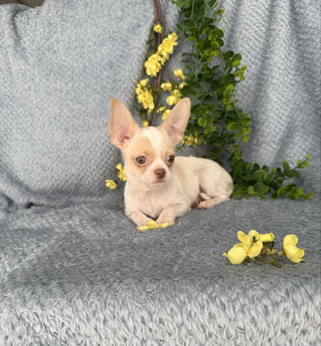 Excecional mini menino Chihuahua/Chiuaua de Qualidade