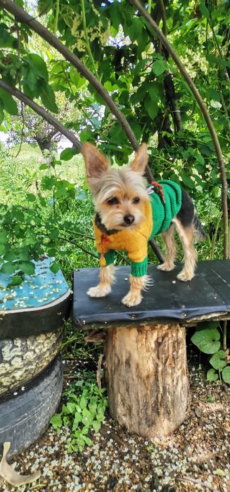 хлопчик йорк шукає собі дівчинку