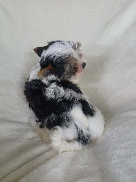 Бівер Йорк цуценята