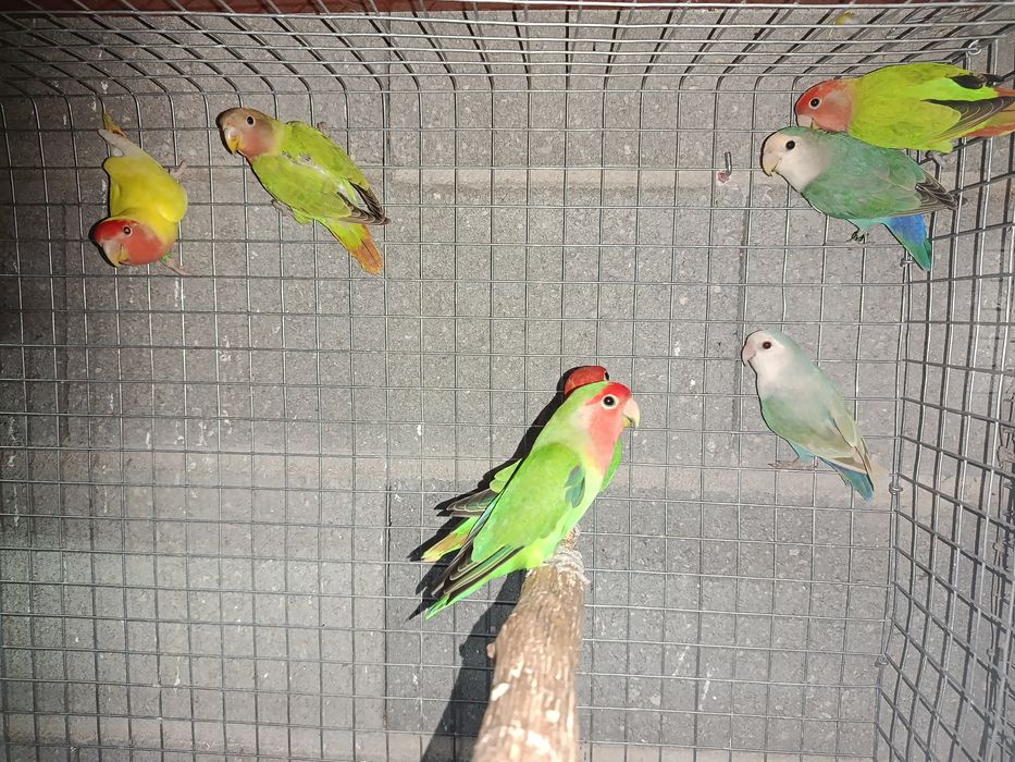 Agapornis Roseicollis anilhados