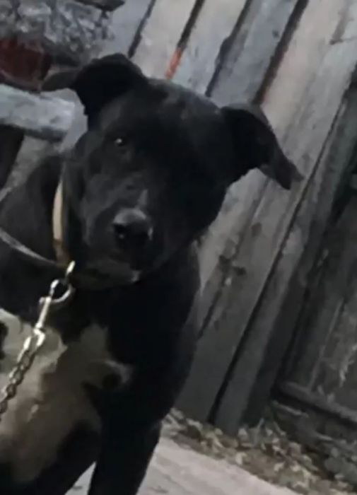 ЦУЦЕНЯТА відам безкоштовно  породи стафф