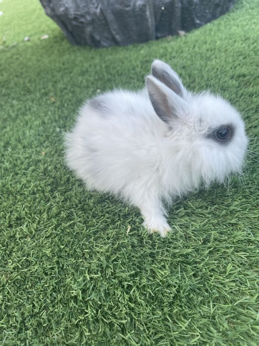 Coelhos anoes angora
