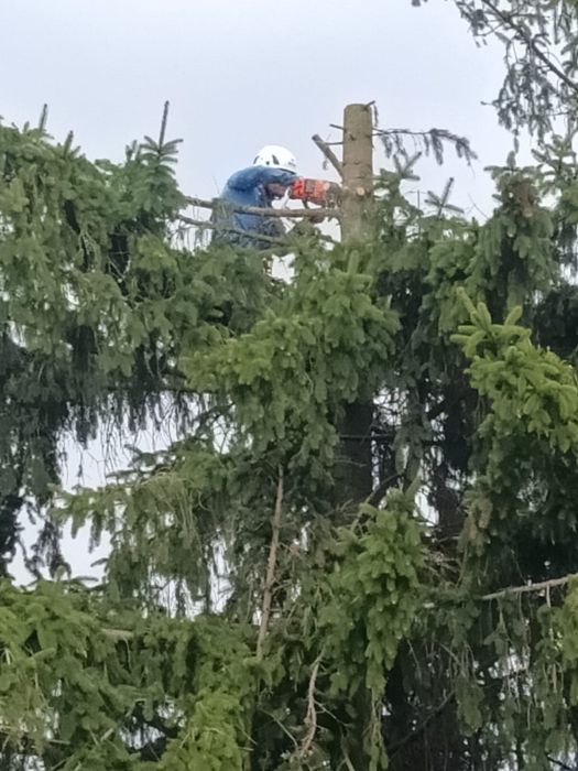 Usługi alpinistyczne,wycinka drzew