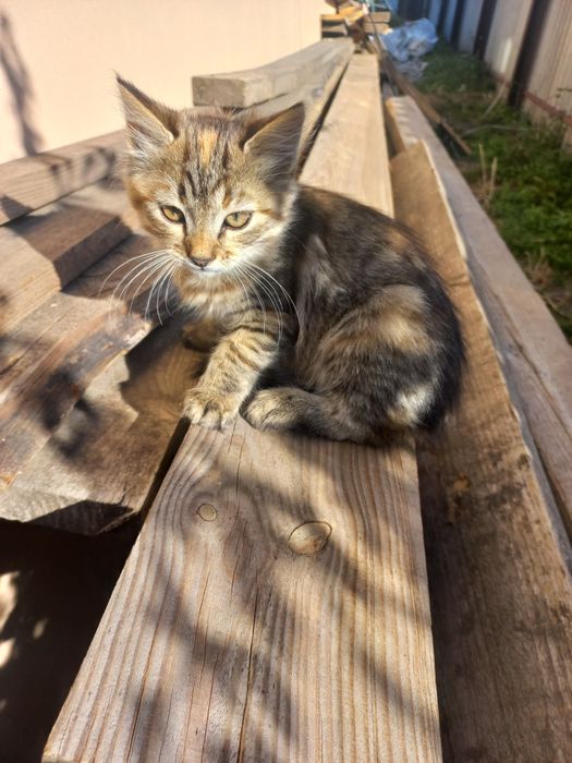 Потрібна родина для кошенят