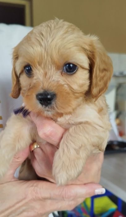 Cavapoo pieski.!