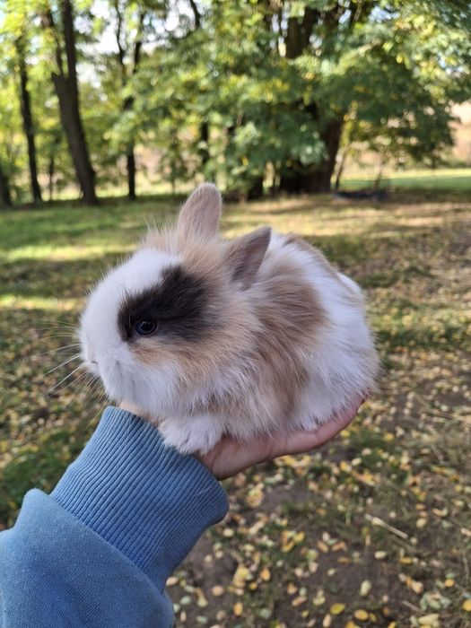 Królik KARZEŁEK !!!