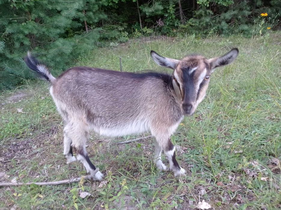 Продається коза та козеня