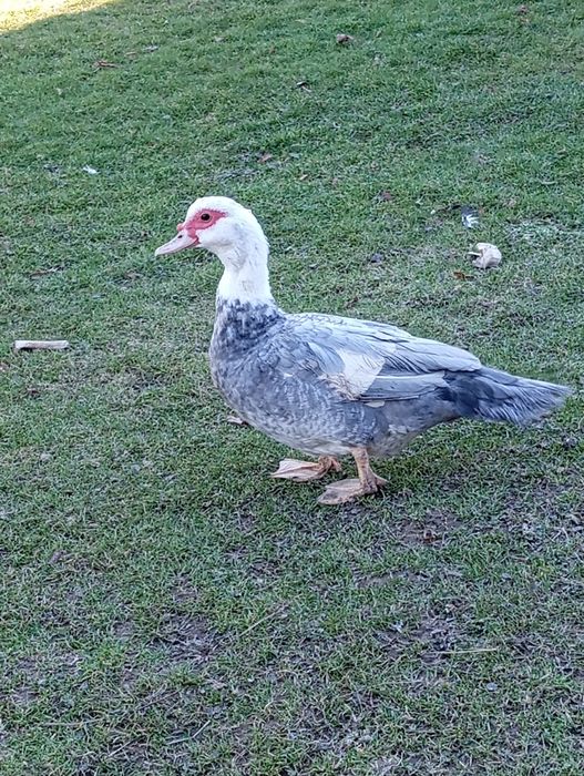 Sprzedam kaczkę roczną