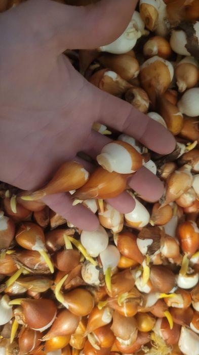 Цибулини  тюльпанів