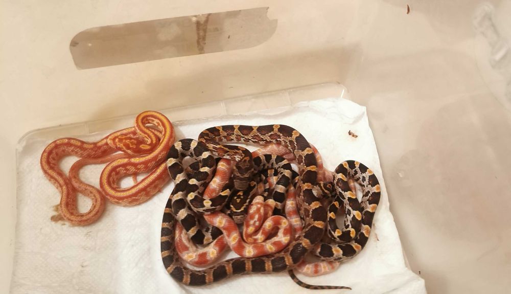 Wąż zbożowy - młode