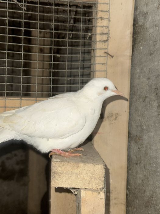 Rolas mansas de várias cores