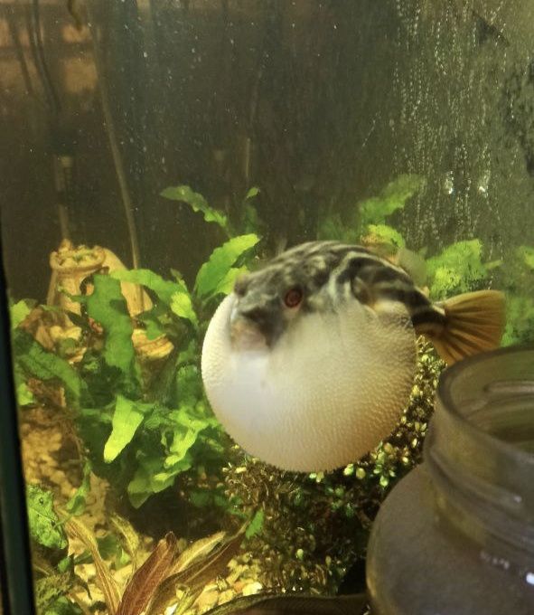 Тетрадонт фахака 18+