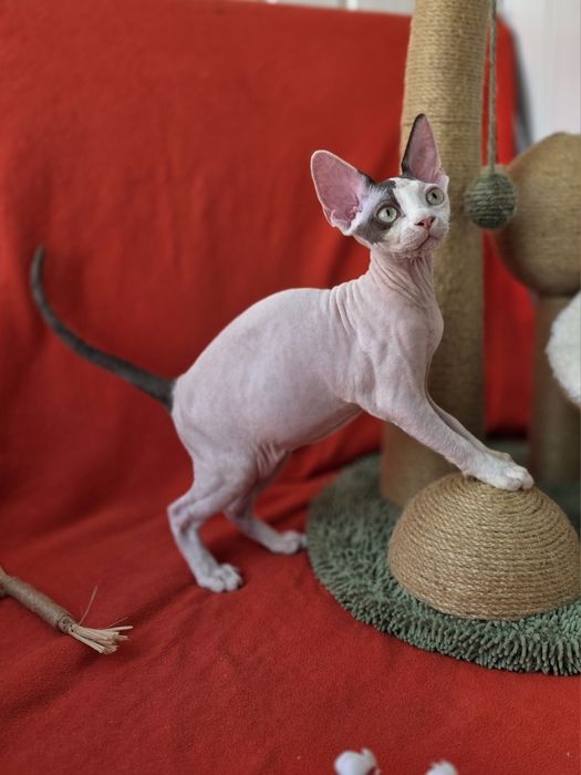 Девон Рекс- хлопчик