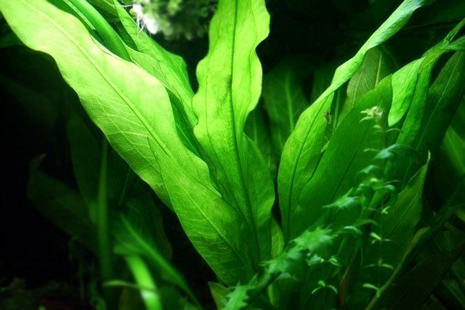 Echinodorus Amazonicus (żabienica)