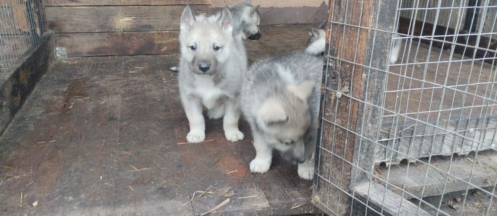 Продам, зсл від робочіх батьків, м,куниця,борсук, б, універсал.