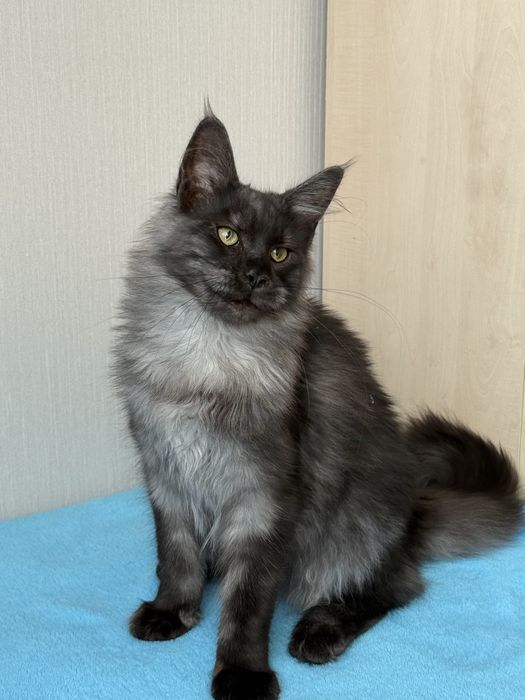 Дівчинка Мейнкун чорний дим