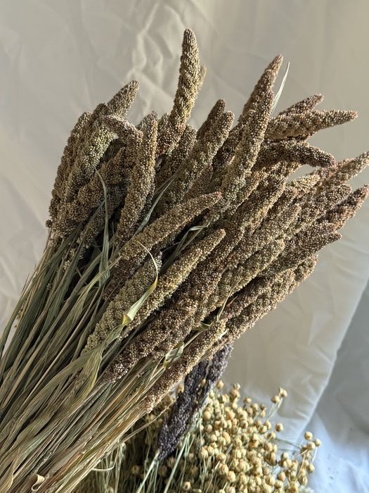 Сухоцвіти льон пшениця