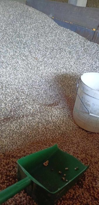 Łubin wąskolistny gorzki