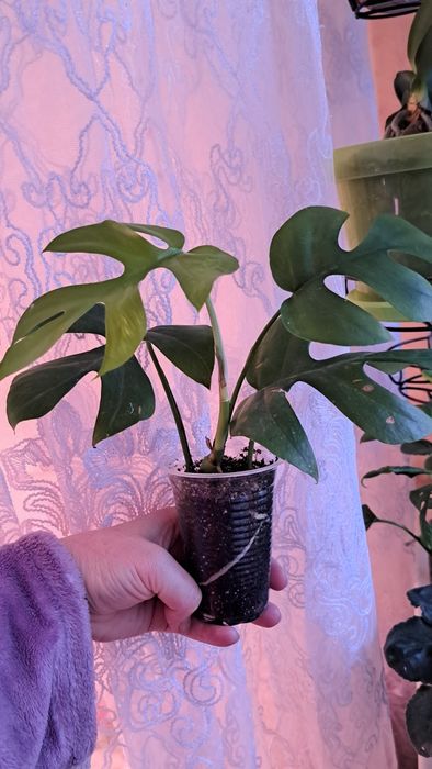 Монстера Little Sister