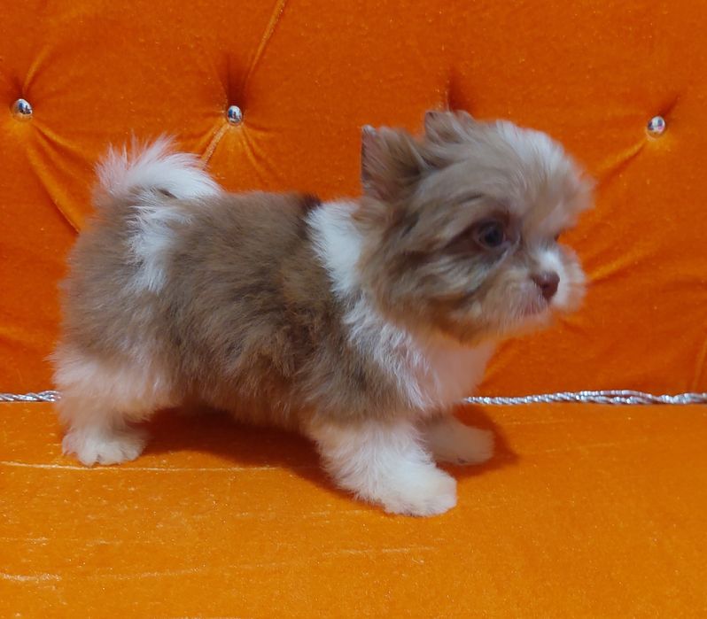 Мальчик бивер йорк ,будет до 2 х кг