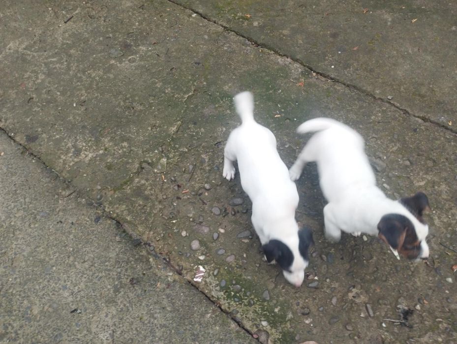 Собачки породи Джек Рассел