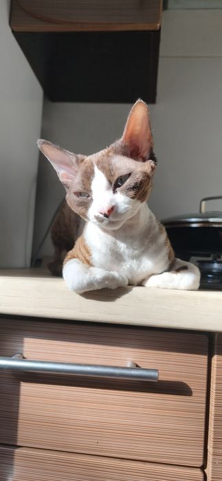 Вязка кота Девон-рекс