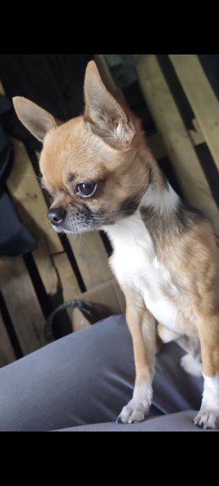 В'язка Чіхуа хуа