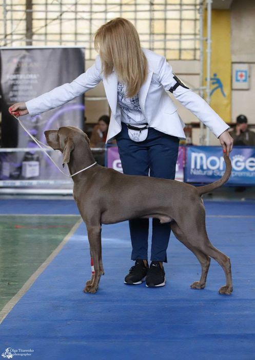 Вязка веймаранера. По всем вопросам обращаться по телефону!