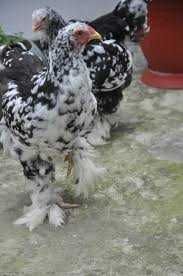 Інкубаційне яйце Брами мраморної