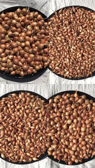 Лук севок   (тиканка, арпажик, димка)