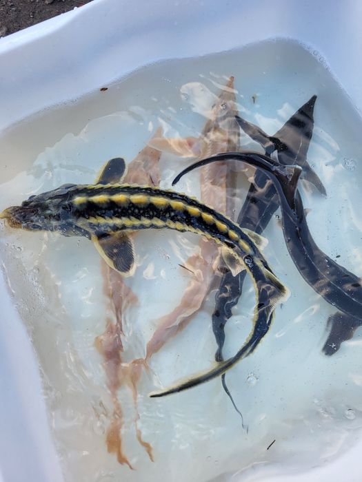 Karp koi amur albinos jesiotr pstrąg stawowy lin