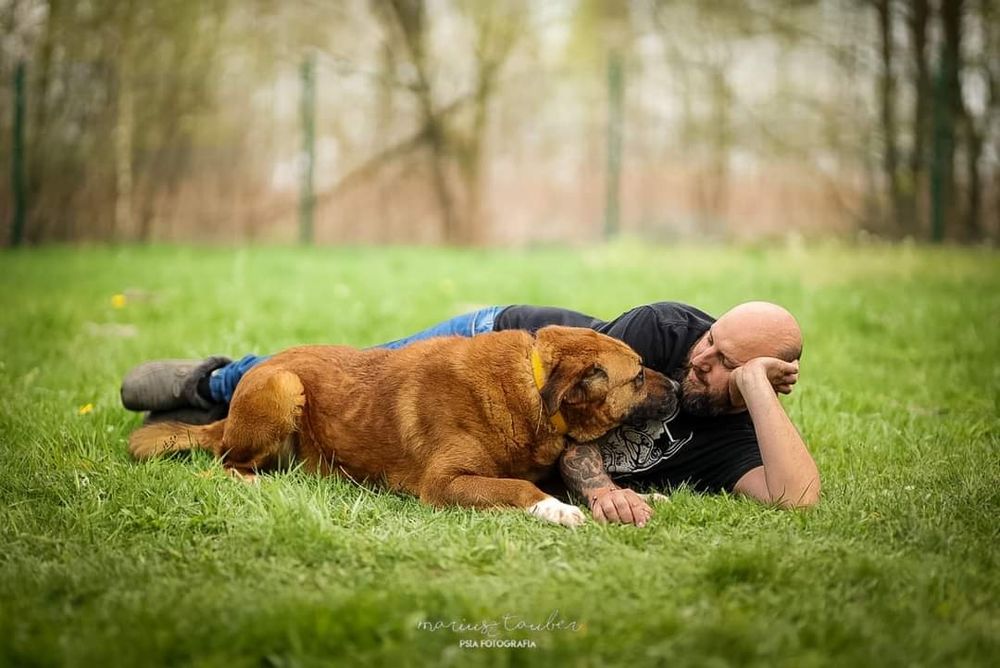 Dingo szuka domu!