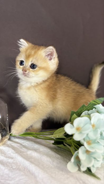 Котик золотої шиншили