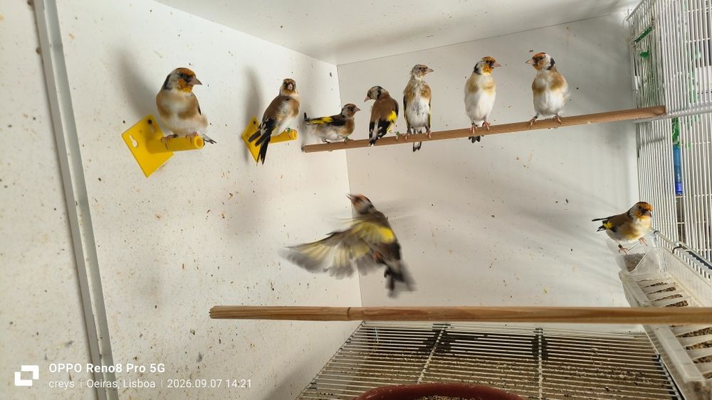 Carduelis major clássicos e portadores