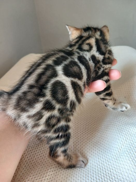 Бенгальські кошенята