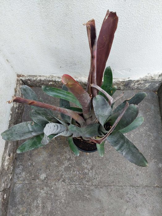Bromélia - Billbergia vittata