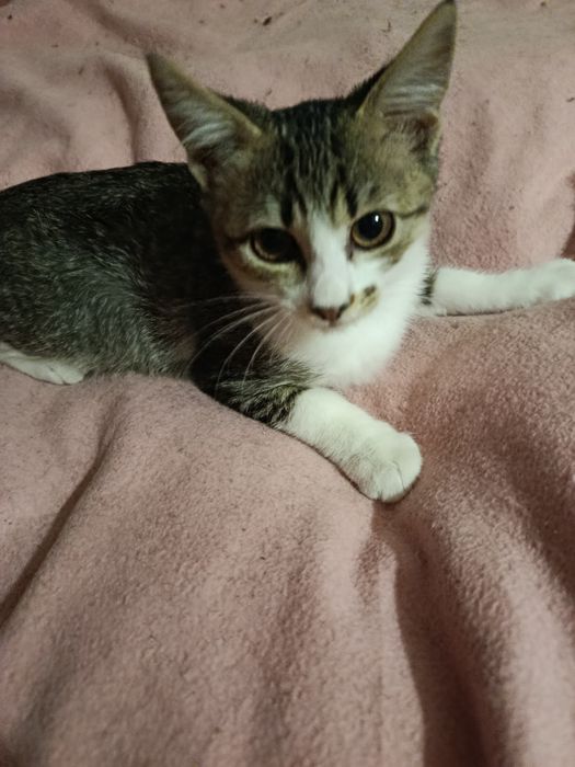 В самые хорошие руки котенок даром. котята бесплатно. котик. кот