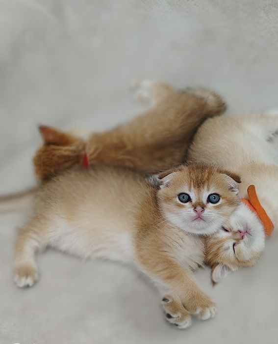 Шотландські кошенята